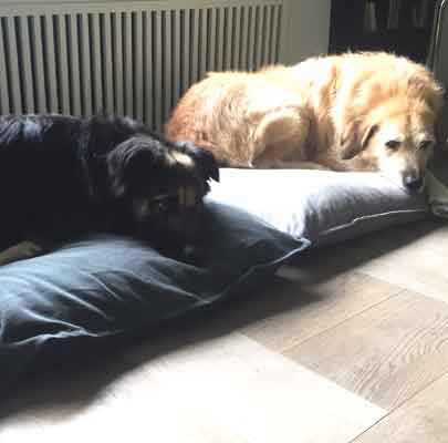 Orthopädisches Hundekissen Divan UNO