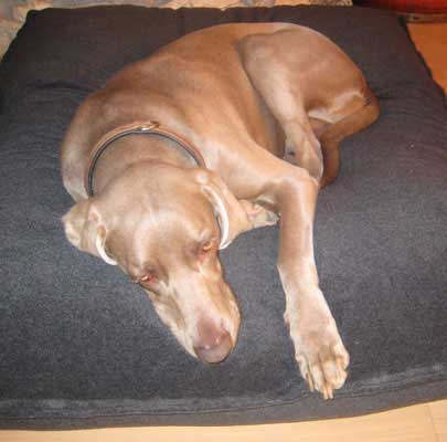 Orthopädisches Hundekissen Divan UNO