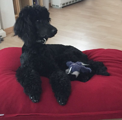 Orthopädisches Hundekissen Divan UNO