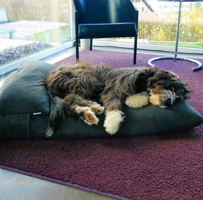 Orthopädisches Hundekissen Divan UNO