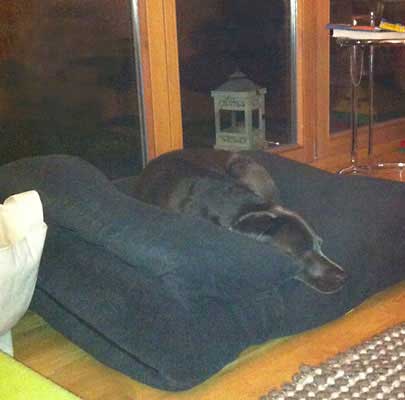 Orthopädisches Hundekissen Divan UNO