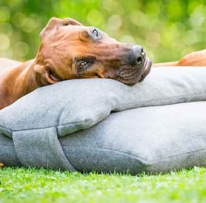 Orthopädisches Hundekissen Divan UNO