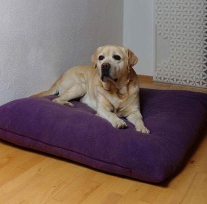 Orthopädisches Hundekissen Divan UNO