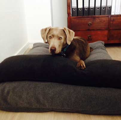 Orthopädisches Hundekissen Divan UNO