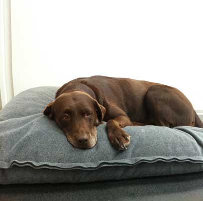 Orthopädisches Hundekissen Divan UNO