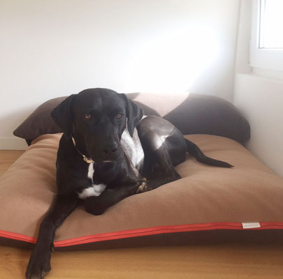 Lounge PAULINE: Orthopädisches Hundekissen waschbar