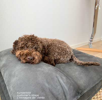 Leder Hundekissen Lounge Buffalo