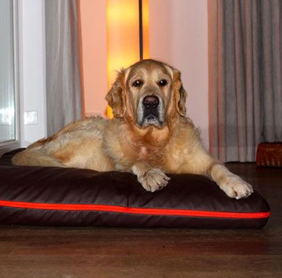 Boox Velours: orthopädisches Hundebett XXL