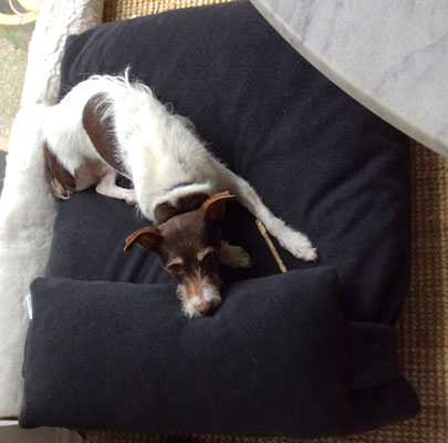 Orthopädisches Hundekissen Divan UNO