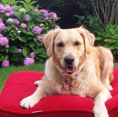 Lounge UNI Hundekissen rund - quadratisch - rechteckig