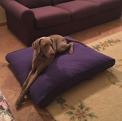 Weimaraner Luna from Italy