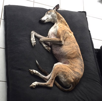 Orthopädisches Hundekissen Divan UNO