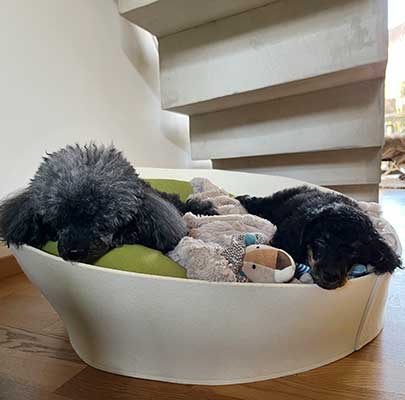 Orthopädischer Hundekorb Filz ARENA