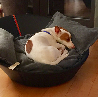 Mila Hundebett Kunstleder hoher Rand