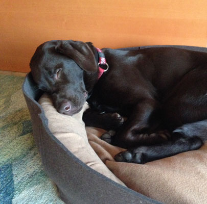 Kleiner Hundekorb ARENA Filz