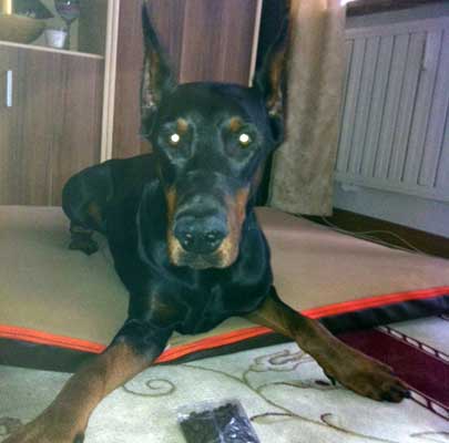 Memory foam Hundematte PAUL incl. Hundedecke