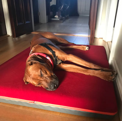 Memory foam Hundematte PAUL incl. Hundedecke