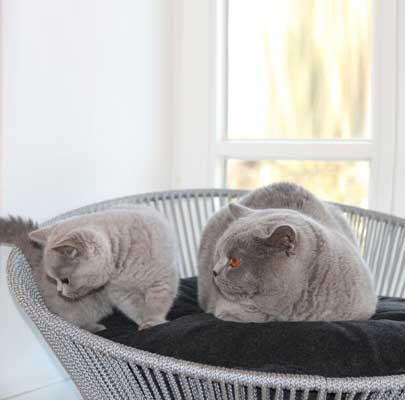 Design Katzenkorb SIRO Twist