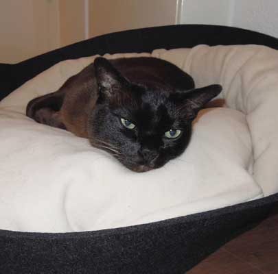 Katzenmöbel ARENA Filz