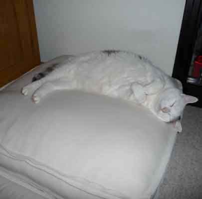 Hochwertiges Katzenkissen Lounge UNI