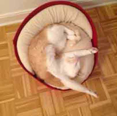 Katzenmöbel ARENA Filz