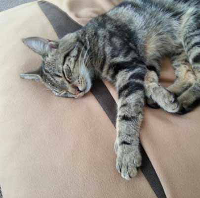 Schlafsack für Katzen Divan DUE