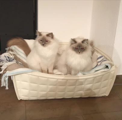 BOWL Katzenkorb in Echt-Leder