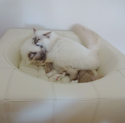 Design Hundebett CUBE Leder