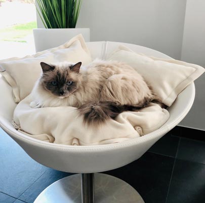 Katzenbett MILA Kunstleder