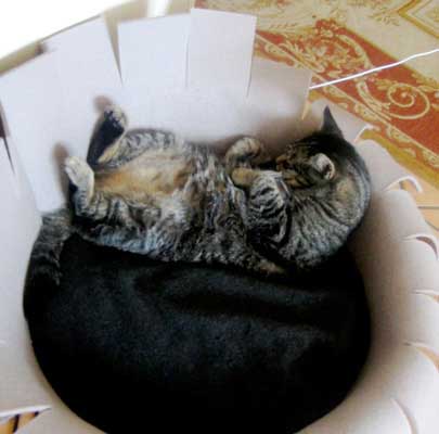 Troll from Witten/Germany