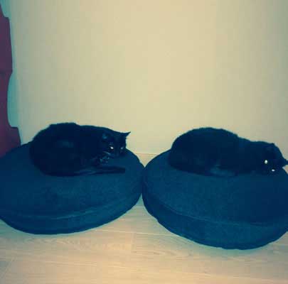 Hochwertiges Katzenkissen Lounge UNI