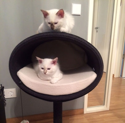 Kratzbaum RONDO Stand Filz