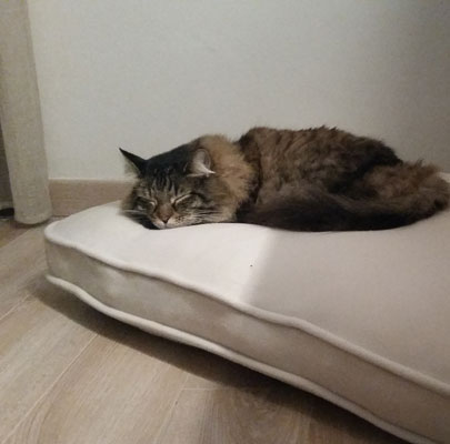 Hochwertiges Katzenkissen Lounge UNI