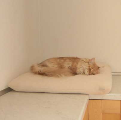 Katzenkissen für große Katzen Divan UNO