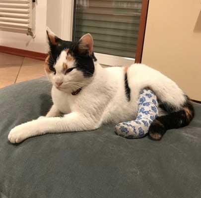 Katzenkissen für große Katzen Divan UNO