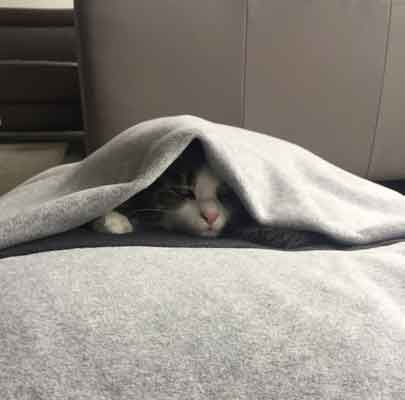 Schlafsack für Katzen Divan DUE