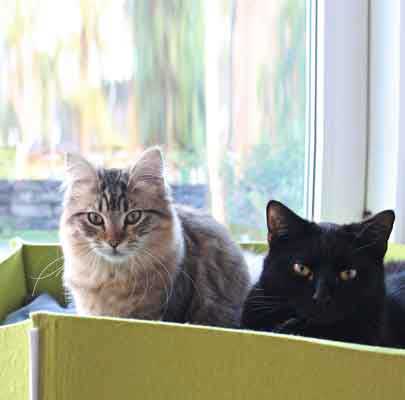 Katzenkörbe BOWL Filz