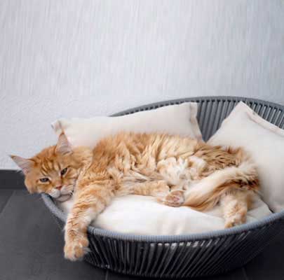 Design Katzenkorb SIRO Twist