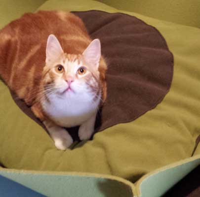 Katzenkörbe BOWL Filz