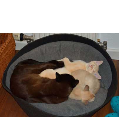 Katzenmöbel ARENA Filz