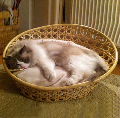 Camino from Berlin/Germany