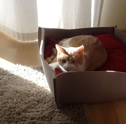 Katzenkörbe BOWL Filz