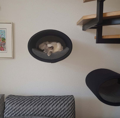 Katzen Kletterwand RONDO Wall Filz