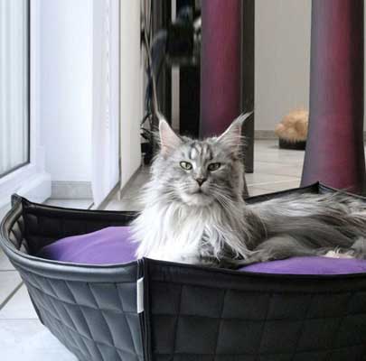 BOWL Katzenkorb in Echt-Leder