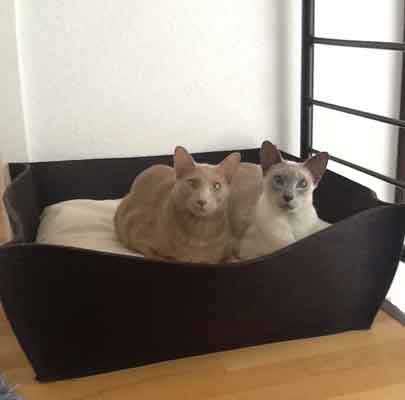Katzenkörbe BOWL Filz