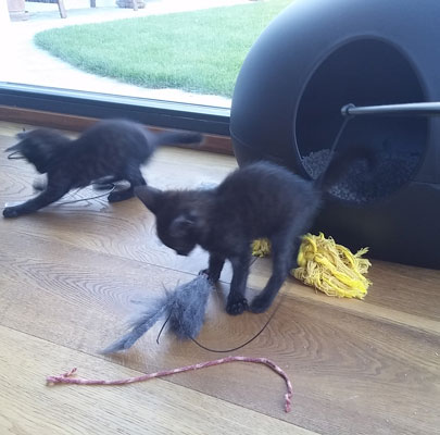 Design Katzentoilette POOPOOPEEDO