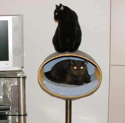 Kratzbaum RONDO Stand Filz