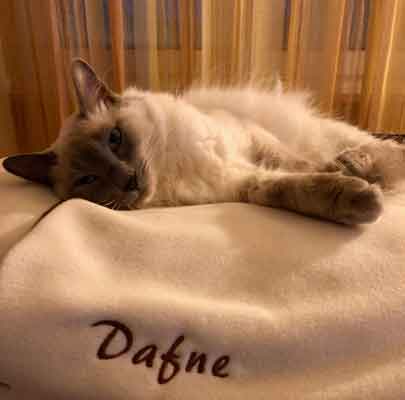 Schlafsack für Katzen Divan DUE