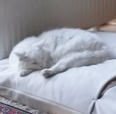 Schlafsack für Katzen Divan DUE