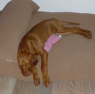 Orthopädisches Hundekissen Divan UNO